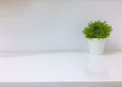 Potted plant on table against white wall