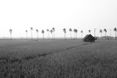 Agricultural field against clear sky