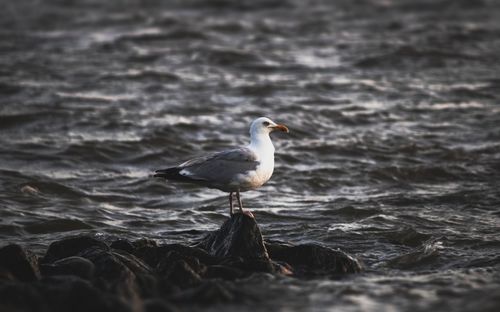 Seagull perching on rock