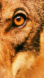 Close-up of horse eye