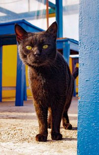 Portrait of black cat