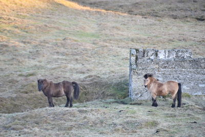 Horses in a field