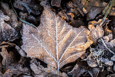 Close-up of dry maple leaves on frozen land