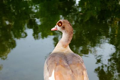 Close-up of duck in lake