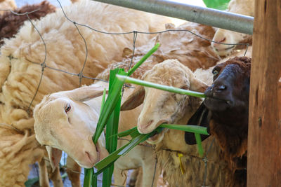 Close-up of cow in pen