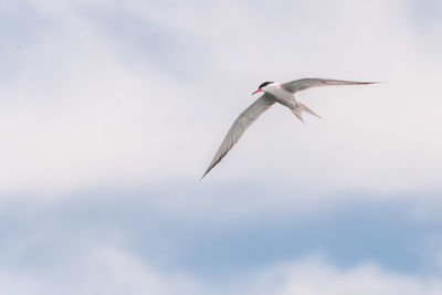 Low angle view of seagull flying against sky