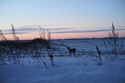 Horses on field against sky during winter