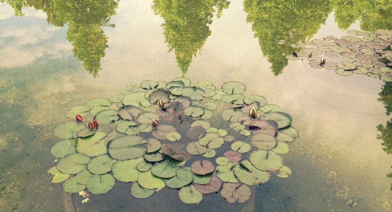 water, reflection, leaf, lake, pond, tranquility, nature, high angle view, beauty in nature, floating on water, waterfront, growth, standing water, plant, green color, tranquil scene, tree, day, outdoors, no people