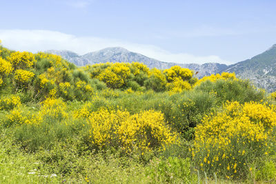 Yellow flowering plants on field against sky