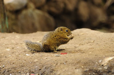 Close-up of squirrel on rock