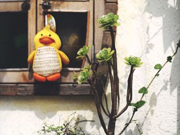 Potted plant on wall