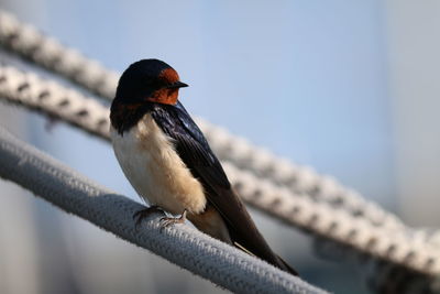 Close-up of bird perching on railing