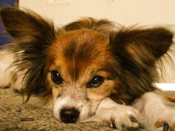 Close-up portrait of dog