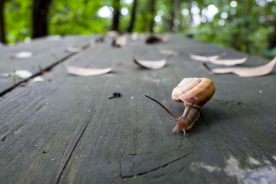 Close-up of snail on wooden table outdoors