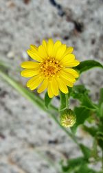 Close-up of yellow flower blooming outdoors