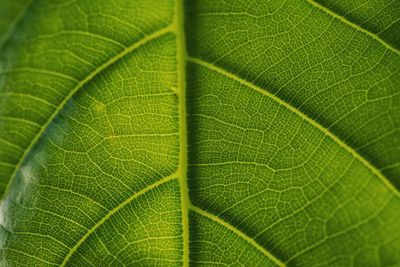 Macro shot of green leaf
