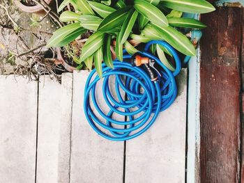 High angle view of potted plant