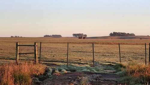 Scenic view of field against clear sky