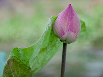 Close-up of pink lotus water lily