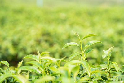 Close-up of plant green tea
