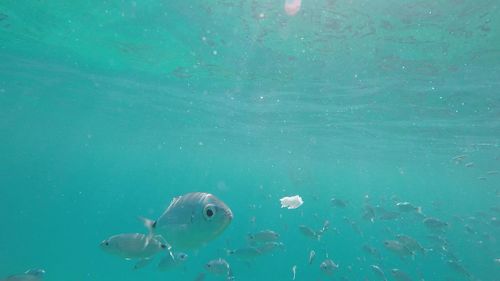 Fish swimming in sea