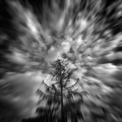 Low angle view of trees against sky