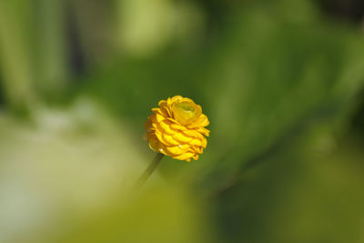 Close-up of yellow flower