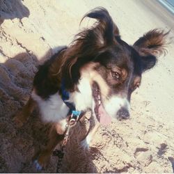 High angle portrait of dog