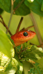 Close-up of insect on plant