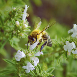 Close-up of bee on flower