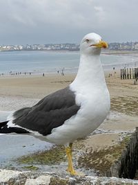 Seagull perching on a beach