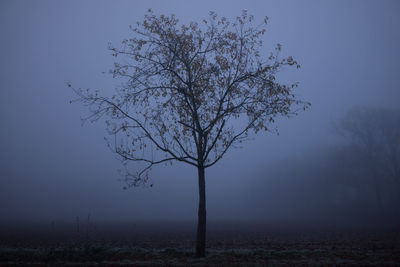 Bare tree on field against sky during foggy weather