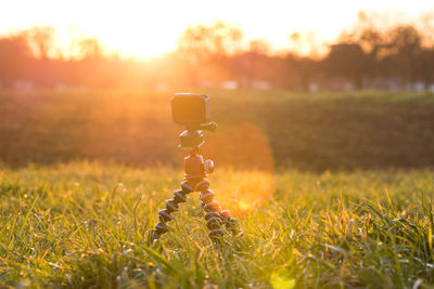 Close-up of plant on field against sky during sunset