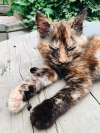 High angle view of cat sleeping