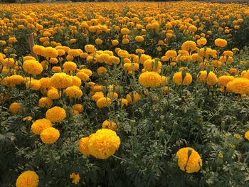 Scenic view of sunflower field