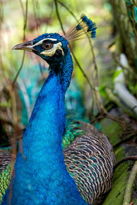 The exotic male peacock with his stunning feather	
