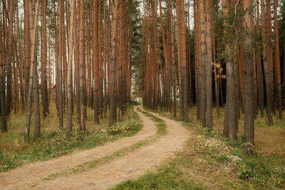 Road amidst trees in forest