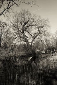 Bare trees in water