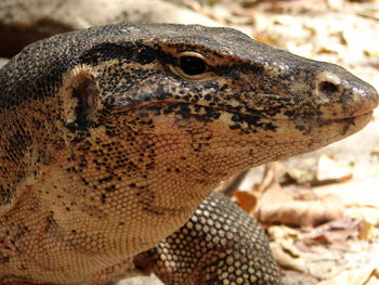 Close-up of lizard