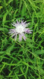 Close-up of purple flower blooming outdoors