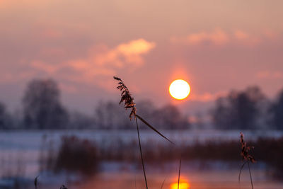 Close-up of orange flower against sky during sunset