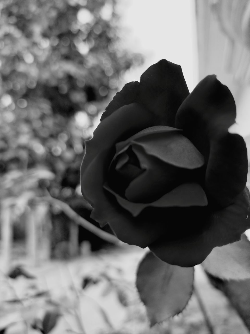 CLOSE-UP OF ROSE AGAINST BLURRED PLANTS