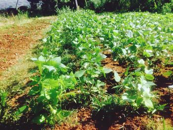 Plants growing on field