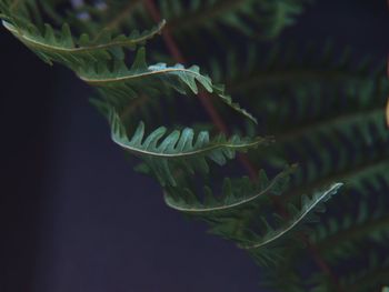 Close-up of lizard on leaf against black background