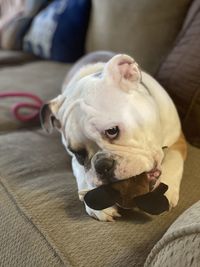 Close-up of a dog lying on bed at home