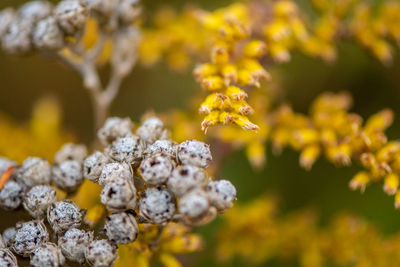 Close-up of yellow flowering plant