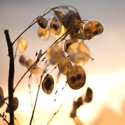 Close-up of berries on plant against sky