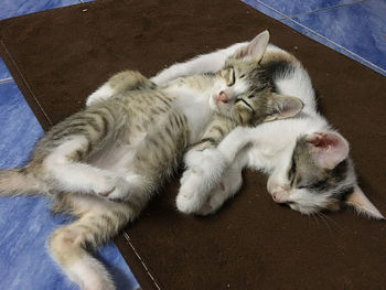 High angle view of cat sleeping