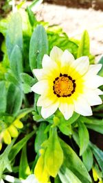 Close-up of yellow flower blooming outdoors