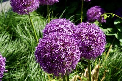 Close-up of purple flowering plant in field